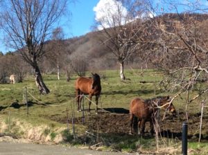 The horses are as excited as I am....