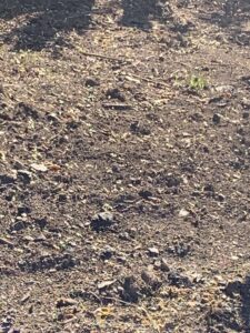 The grass seed is germinating….