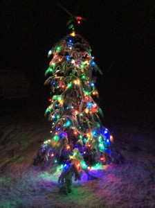 My little tree Christmas night