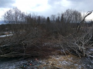 Cutting Alder Update