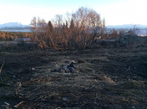 Cutting more Alders