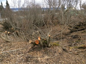 Clearing The Ravine