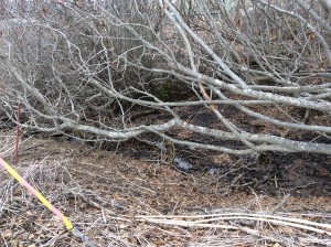 Clearing The Ravine