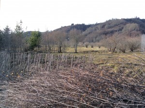 Alder Hedge