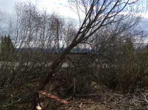 Cutting Tricky Alders