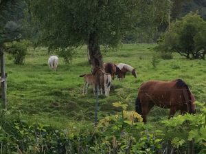 The neighbors have foals