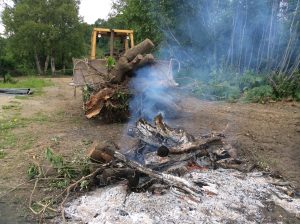 Dealing with Large Alder Growth