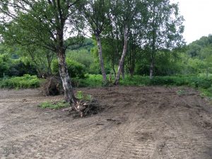 Removing the Alder Stumps