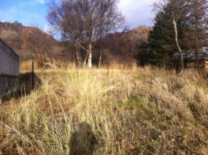 RV Site #2 cleared and graded & overgrown