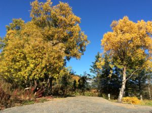 Trimming Birch Trees For RV Site #2