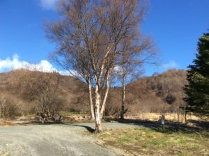 Greening up around here fast!