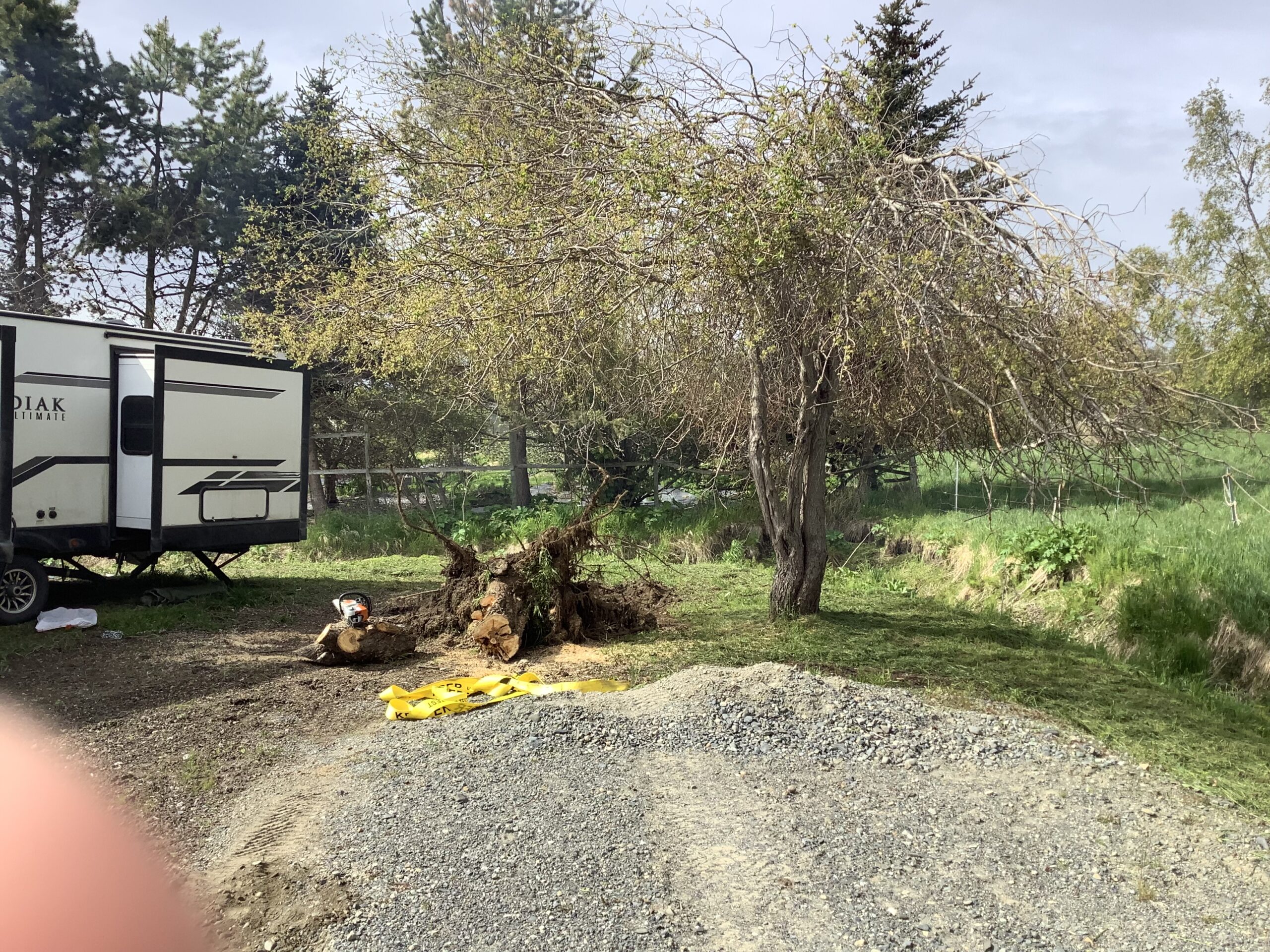 .Removing one willow stump