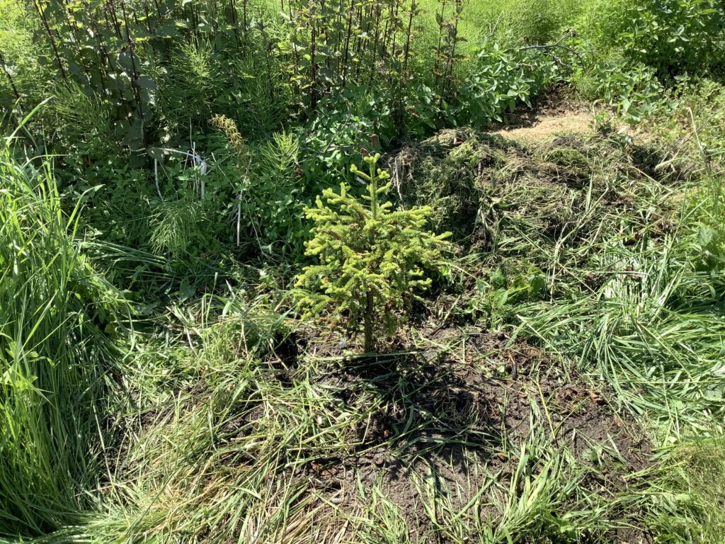 June 21st just transplanted a baby spruce….